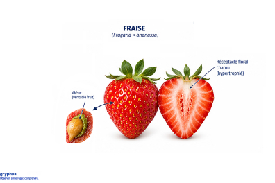 Fruit du Fraisier (fraise)